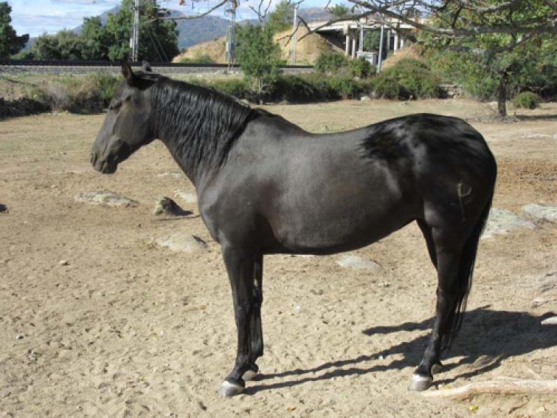 Caballo de raza de la zona