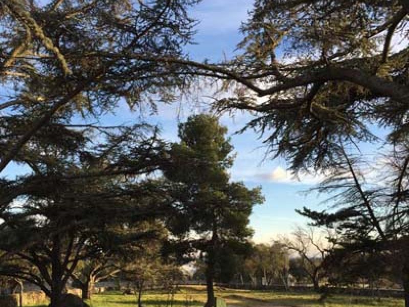 Zona de la finca con la arboleda  ycon el merendero